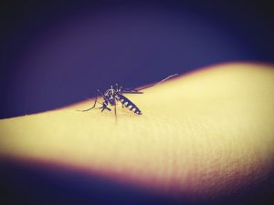 La malaria se transmet par piqure