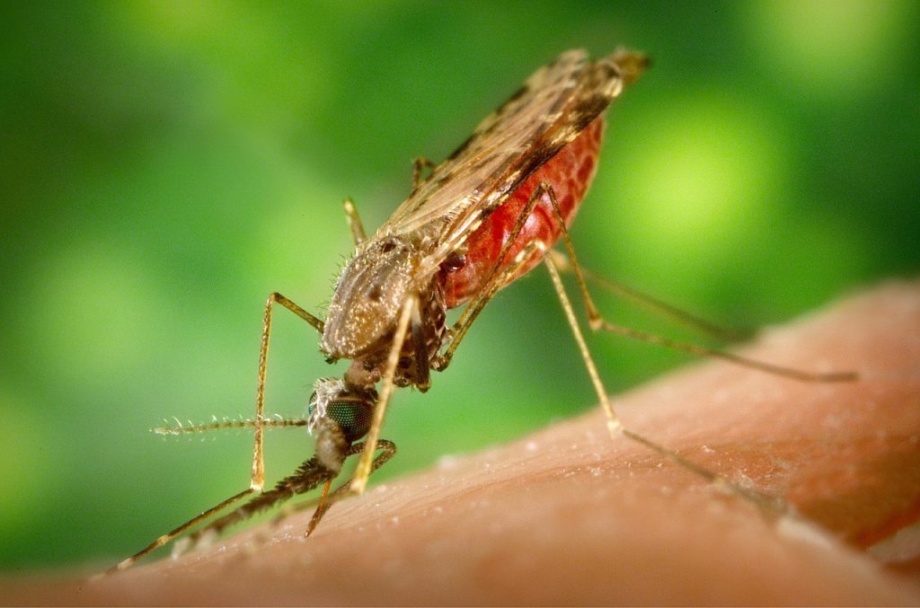 Moustique et paludisme