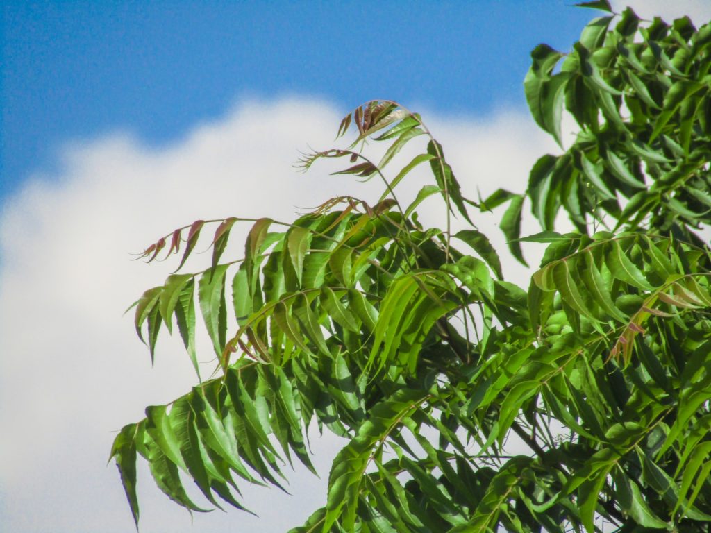 Un arbre aux feuilles vertes sur un ciel bleu.