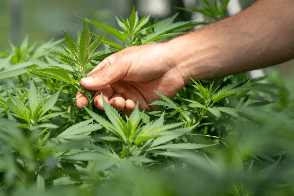 Une main ramassant une plante de cannabis dans une serre.