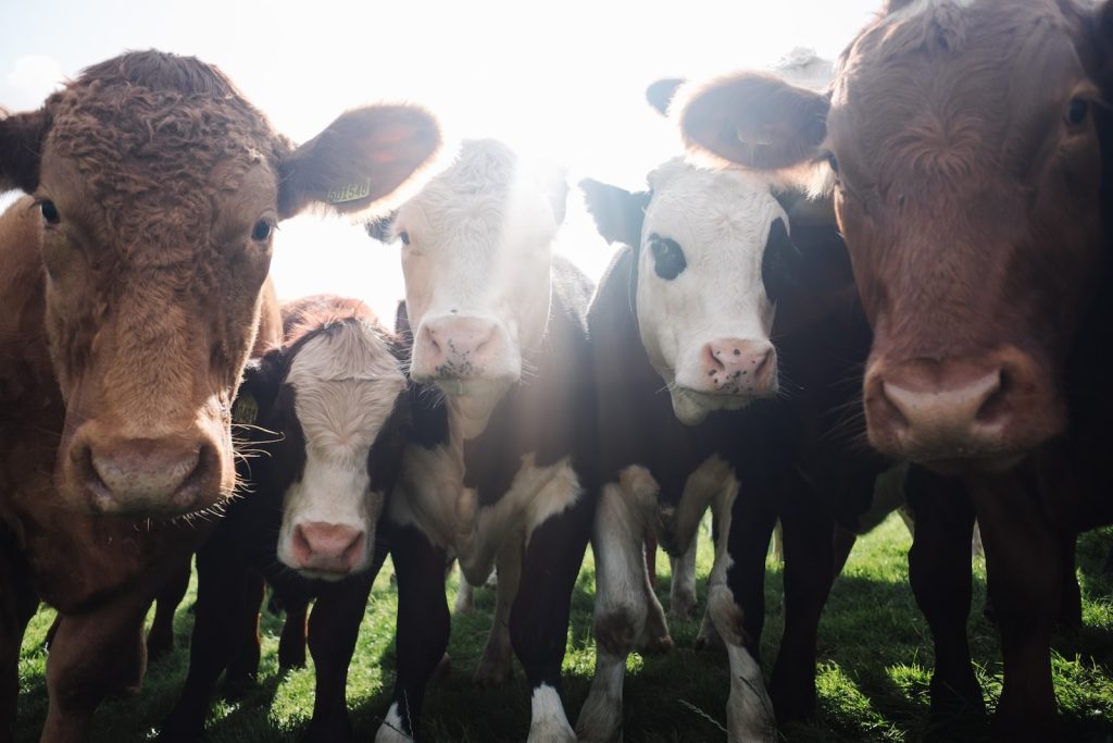 Un groupe de vaches debout dans un champ.