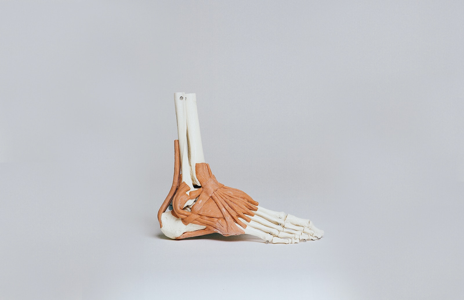 Un squelette de pied est représenté sur un fond blanc.