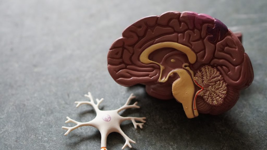 Un modèle de cerveau avec un neurone à côté.