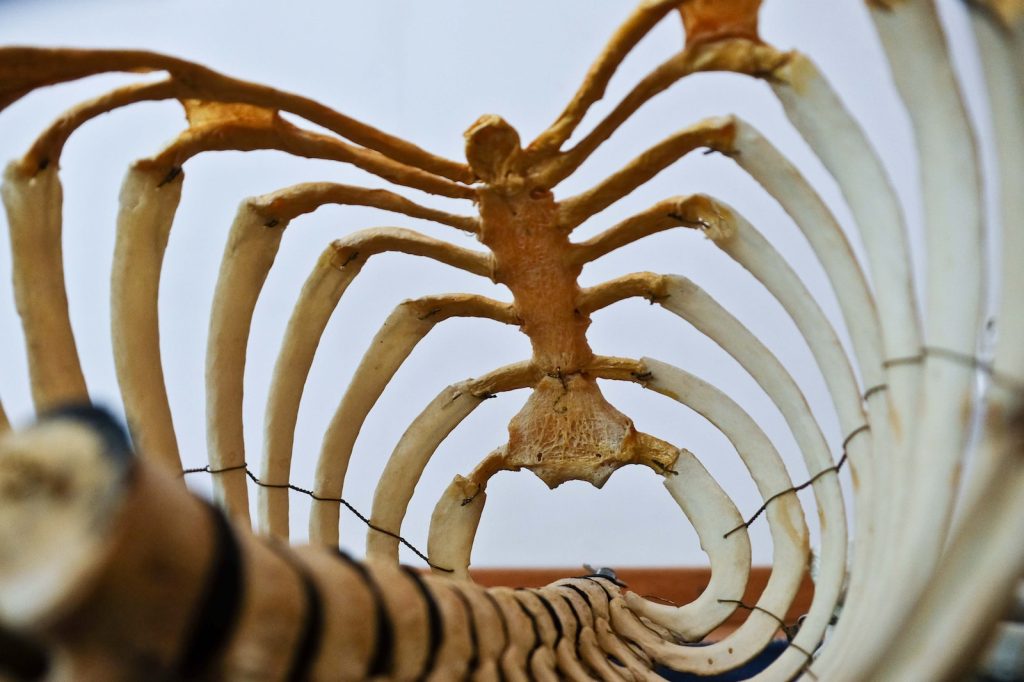 Un gros plan d'un squelette dans un musée.
